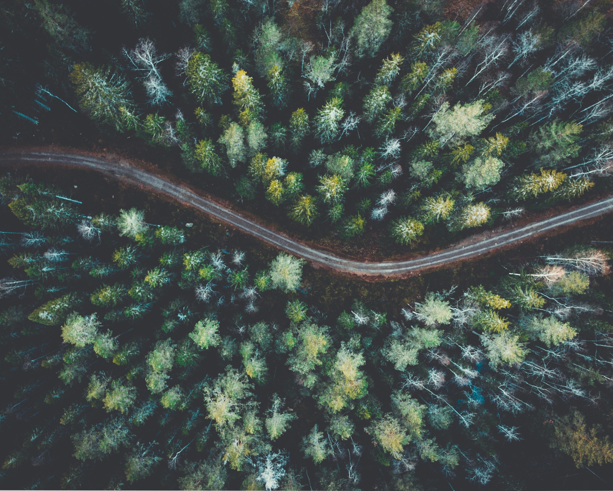 road going through a forest
