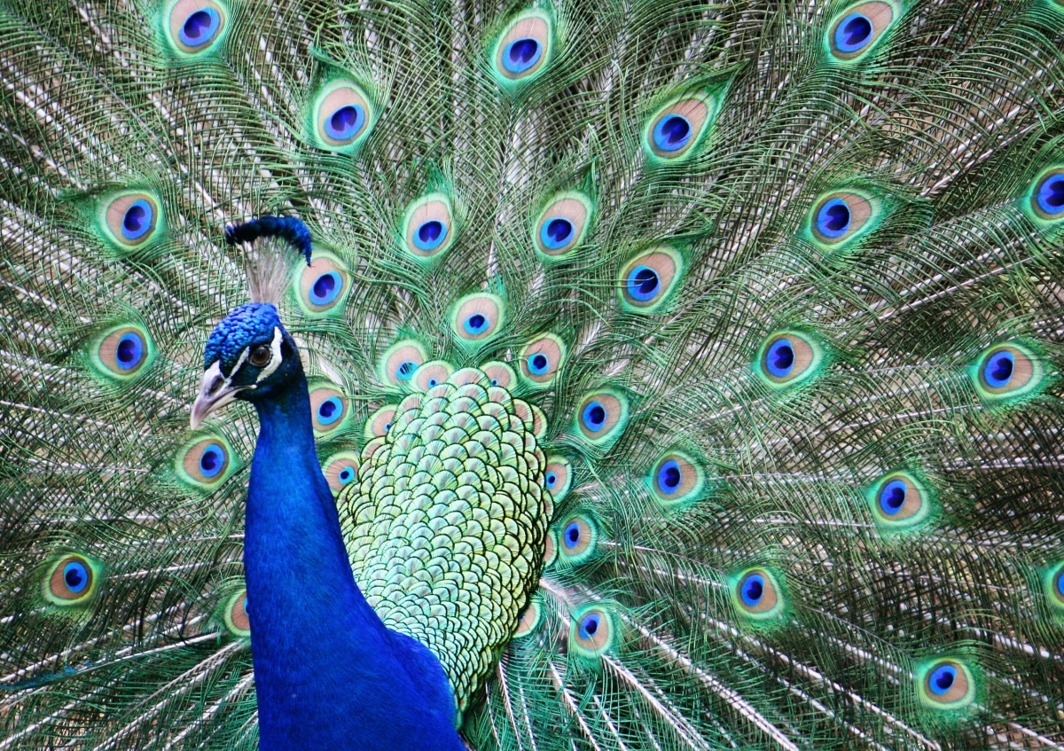 Peacock with fanned out feathers