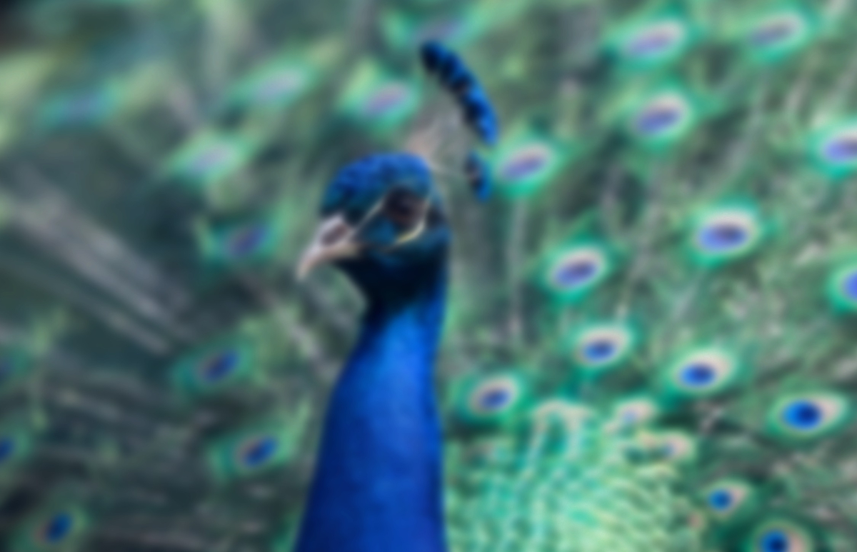Blurred picture of a peacock