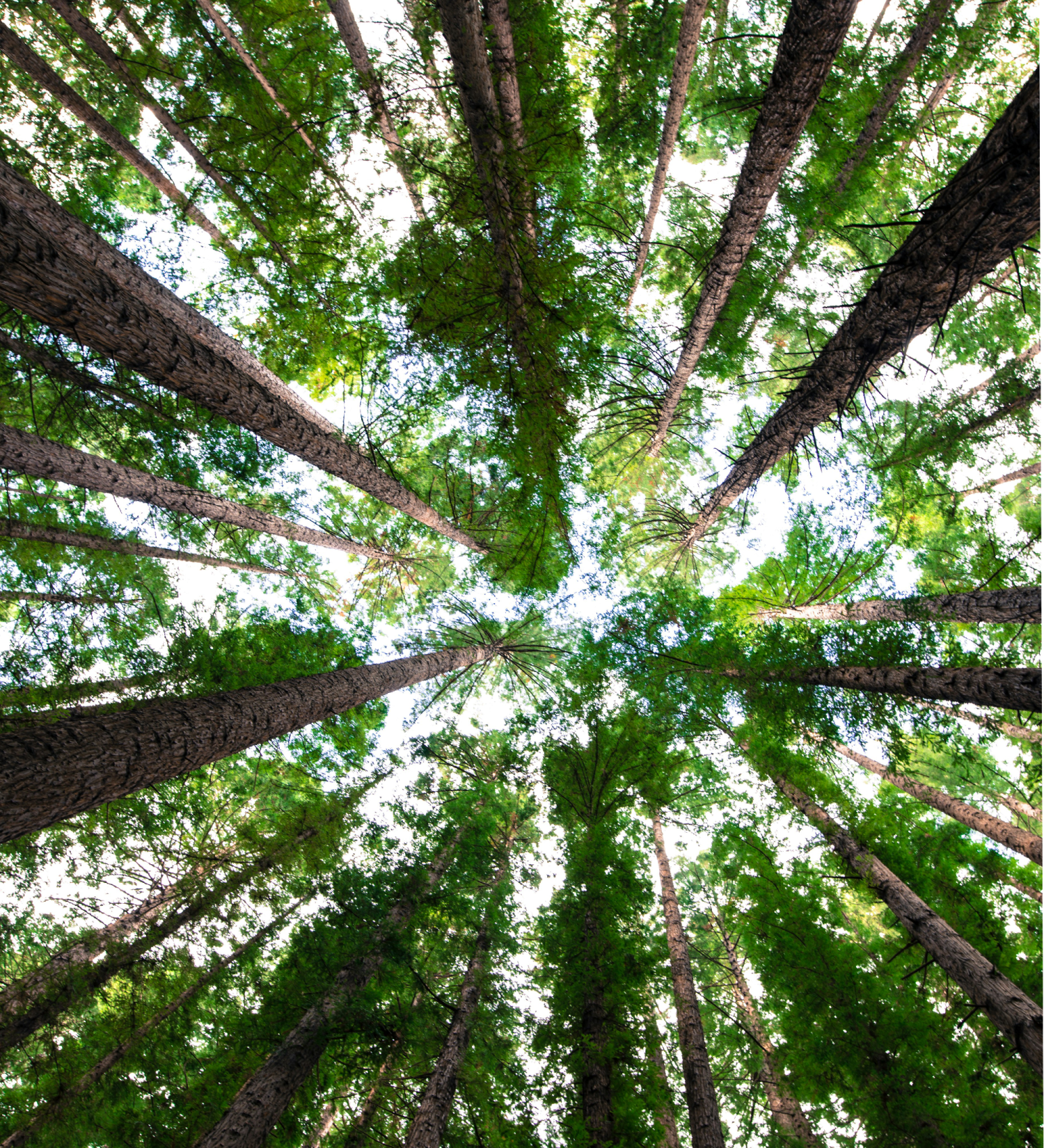 Trees pointing upwards in a circle.