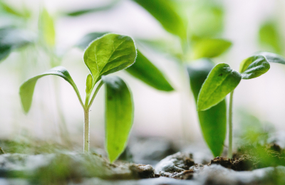 Seedlings